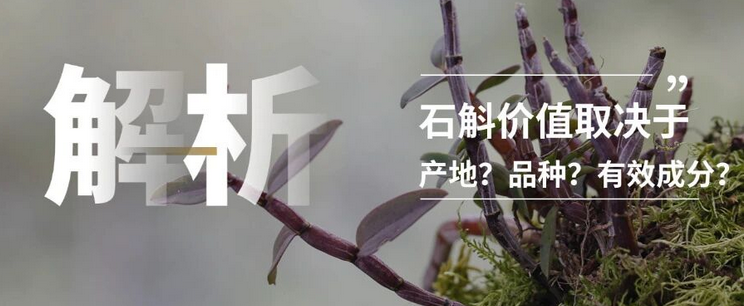 为什么云南紫皮石斛难以复制？拆解紫皮石斛爆火背后的真正价值