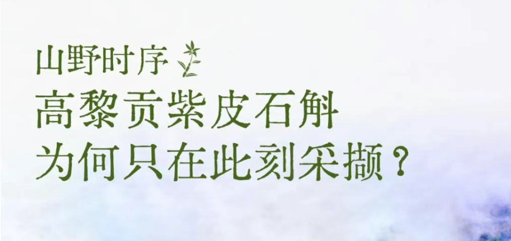 山野时序：高黎贡紫皮石斛，为何只在此刻采撷?